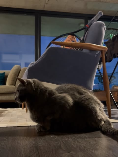 Paciente felino en control sin estrés